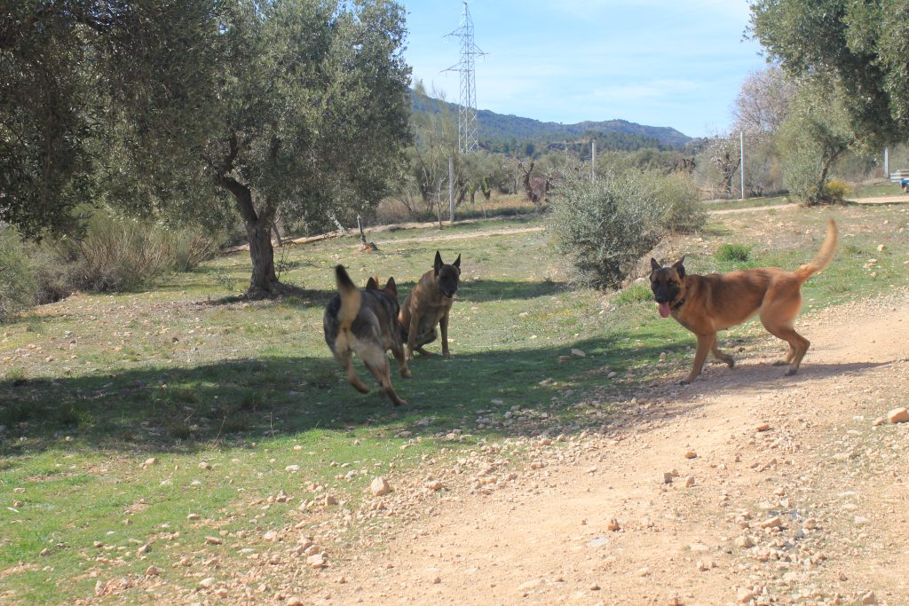 daycan residencia canina barcelona