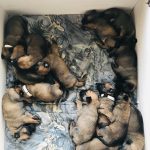 cachorros malinois