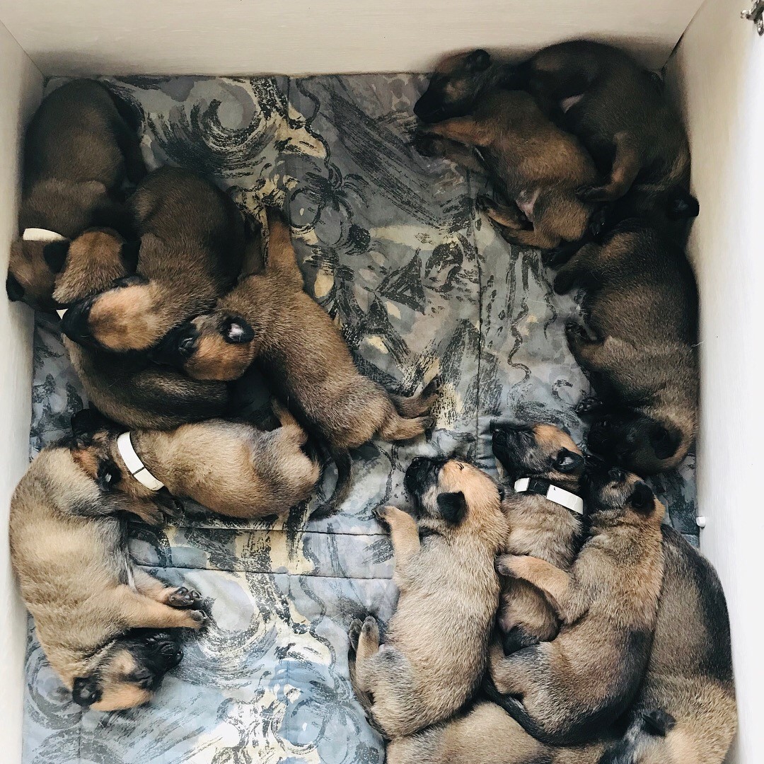 cachorros malinois