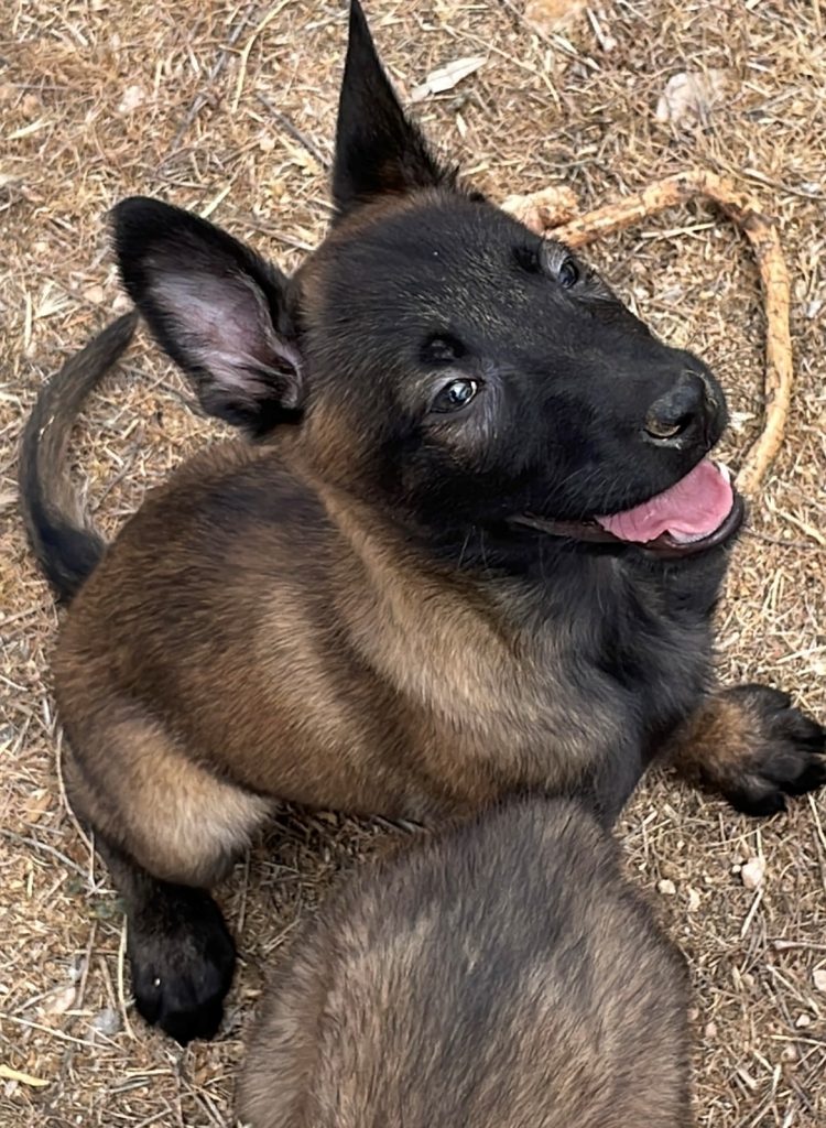 cachorros malinois