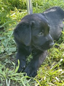 tete-labrador
