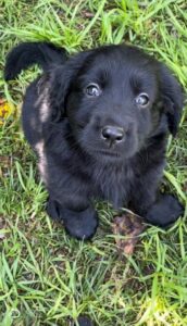 labrador pelo largo