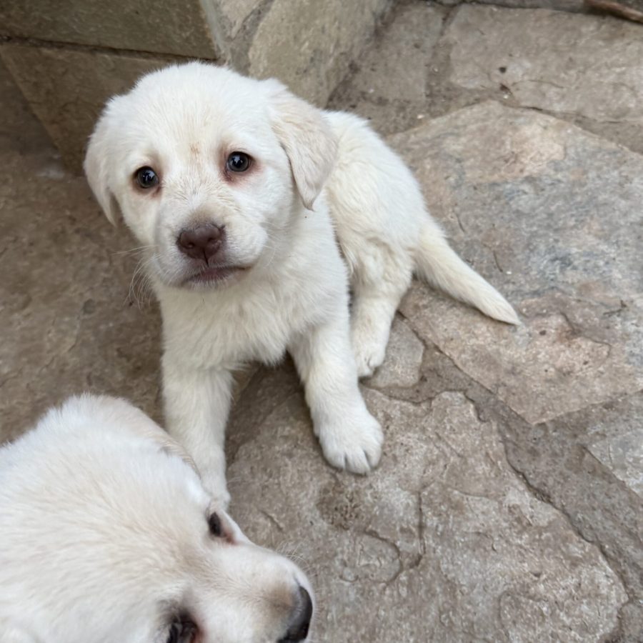 Labrador Retriever