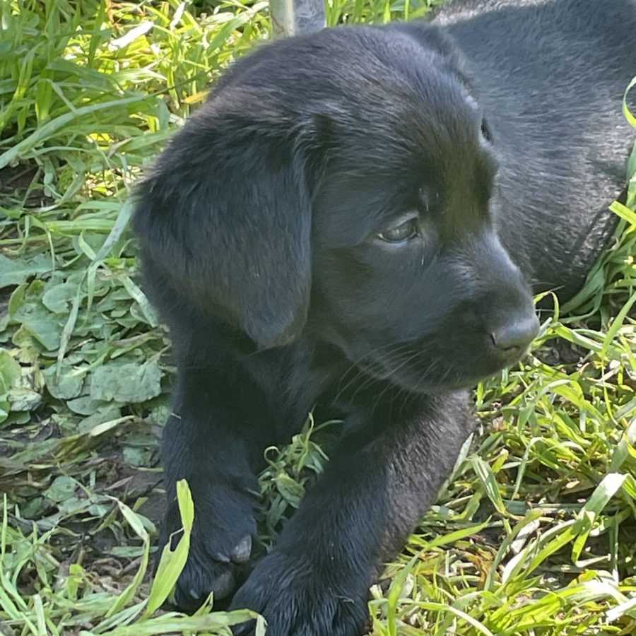 tete-labrador