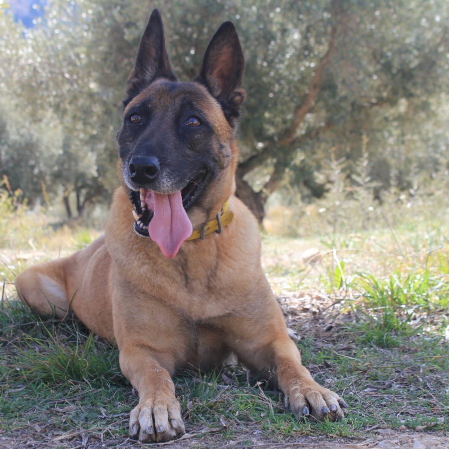 loba-k9