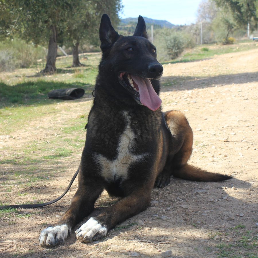 cachorros malinois