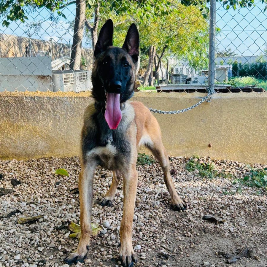 kachopo-malinois